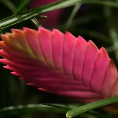 Die Tillandsia cyanea zeigt ihre leuchtend pinke Blütenähre, umgeben von grünen Blättern.