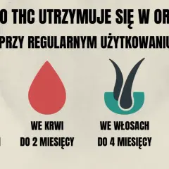 THC w organizmie: Jazda, praca, prawo. Uniknij pułapek!