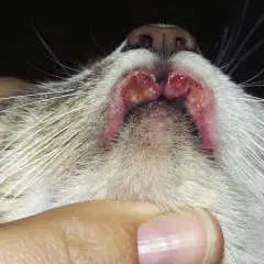 Lèvres d'un chat présentant des lésions rouges et enflammées, typiques d'un granulome éosinophilique félin.