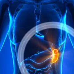 Anatomical rendering of a human torso, highlighting a glowing orange spleen, indicating a powiększona śledziona.
