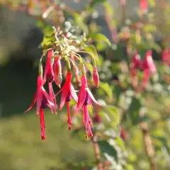 Grappe de fleurs de plante fuchsia aux pétales rouges et violets, tombant gracieusement.