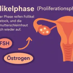 Follikelphase: FSH stimuliert Östrogen, was die Gebärmutterschleimhaut aufbaut.