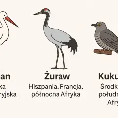 Ilustracja bociana, żurawia i kukułki z informacjami o ich zimowiskach.