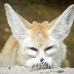 Un zorro del Sahara, con sus enormes orejas, descansa en la arena.