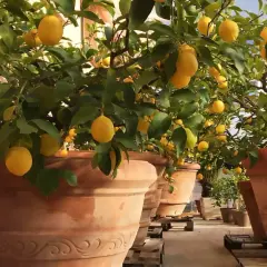 Alberi di limone carichi di frutti gialli, in grandi vasi di terracotta, un esempio di limone coltivazione in serra.