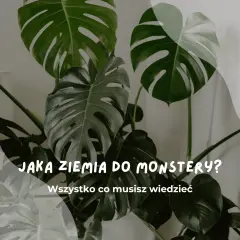 Duże, zielone liście monstery. Tekst: "Jaka ziemia do monstery? Wszystko co musisz wiedzieć".