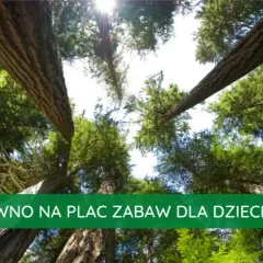 Jakie drewno na plac zabaw wybrać, aby zapewnić bezpieczeństwo?