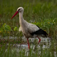 Bocian po angielsku? Odkryj "stork", wymowę i kulturowe sekrety