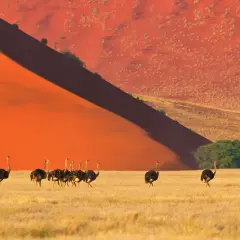Stado strusi na tle pomarańczowych wydm Namibii. Planując podróż, pamiętaj o namibia szczepienia.