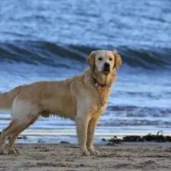 Golden retriever en la playa, con el mar azul de fondo. ¿Por qué se le corta la cola a los perros?