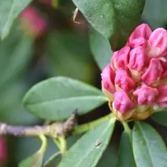 Pąk różowego rododendronu, gotowy do rozkwitu. Pielęgnacja rododendronu wymaga odpowiedniego stanowiska i kwaśnej gleby.
