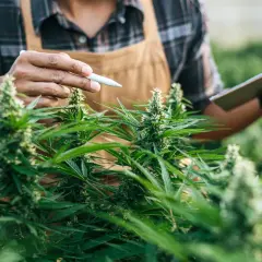 Medyczna marihuana THC: Ile procent? Stężenia i normy w Polsce