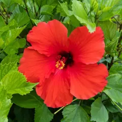 Jak skutecznie nawozić hibiskusa ogrodowego dla zdrowego wzrostu