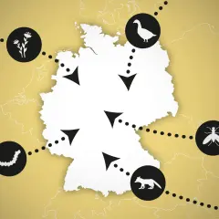 Karte von Deutschland mit Icons für Blumen, Gänse, Fliegen, Raupen und Füchse, die verschiedene Regionen der Provinz Deutschland verbinden.