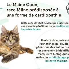 Un Maine Coon, race féline prédisposée à une forme de cardiopathie, une maladie génétique étudiée pour un dépistage précoce.