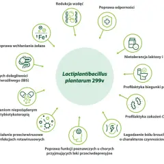 Sanprobi IBS na co pomaga? Łagodzi objawy zespołu jelita nadwrażliwego, redukuje wzdęcia, poprawia odporność i wchłanianie żelaza.