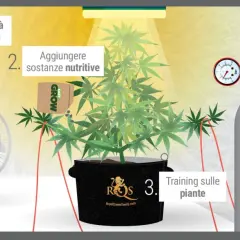Coltivare in grow room: aumenta luce, nutrienti, training e aggiungi CO2 per piante rigogliose.