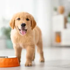 Szczeniak golden retriever czeka na swoją mokrą karmę dla szczeniaka od kiedy tylko pojawił się w domu.