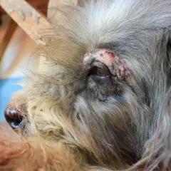 Primer plano de un perro con irritación alrededor del ojo, un posible síntoma de varios tipos de alergias en perros.