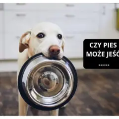 Czy pies może jeść frytki? Poznaj zagrożenia i zdrowe alternatywy