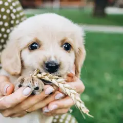 Uroczy szczeniak golden retriever trzyma w pyszczku kłos zboża. Zastanawiasz się, jakie smaczki dla szczeniaka będą najlepsze?