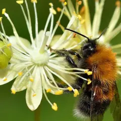 En fluffig humla samlar nektar från en vit blomma. Olika typer av humlor är viktiga för pollineringen.