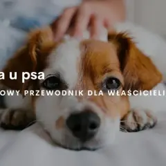 Ile dni pies ma cieczkę - przebieg cieczki i objawy. Jak się zachować?