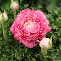 Eine prachtvolle, rosafarbene Ranunkelblüte mit mehreren Knospen. Die zarten Blütenblätter entfalten sich und laden zum Ranunkeln pflanzen ein.