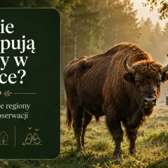 Potężne żubry w polskiej puszczy. Poznaj miejsca, gdzie można spotkać te majestatyczne zwierzęta.