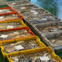 Cajas llenas de pulpos recién capturados, listos para la venta. Las vedas de pesca aseguran la sostenibilidad de estos deliciosos cefalópodos.