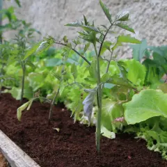 Junge Tomatenpflanzen wachsen neben knackigem Salat. Sie sind gute Nachbarn im Gemüsebeet.