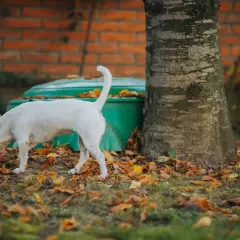 Perro blanco olfateando el suelo cubierto de hojas secas, cerca de un árbol y un contenedor verde. Quizás investiga porque los perros se comen la caca.