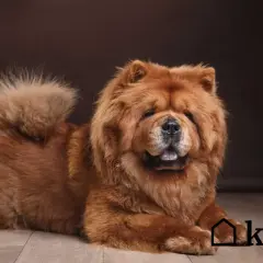 Puszysty chow chow o rudym futrze leży na podłodze. Zastanawiasz się, ile kosztuje chow chow?