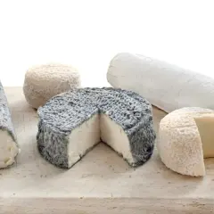 Une sélection de fromages de chèvre aux formes et textures variées, certains cendrés, d'autres blancs et affinés.