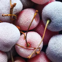 Nahaufnahme von gefrorenen Kirschen, die bereit sind, für den Sommer eingefroren zu werden. Die Früchte sind mit feinem Reif bedeckt.
