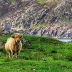 Vaca peluda en la **ruta 500 Escocia**, pastando en una colina verde con montañas rocosas y flores púrpuras al fondo.