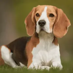 Beagle gubią sierść? Sprawdź, jak sobie z tym radzić!