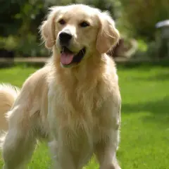Ile ruchu potrzebuje golden retriever, aby uniknąć problemów zdrowotnych?