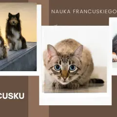 Uczymy się francuskiego: zwierzęta po francusku. Dwa psy na tle zachodzącego słońca, kot z niebieskimi oczami i pies odpoczywający na podłodze.