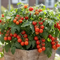 Un plant de tomate grappe débordant de fruits rouges vifs, prêt à être cueilli.