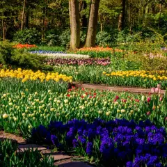 Kwiatowy dywan w ogrodzie naturalistycznym: żółte narcyzy, białe i różowe tulipany, fioletowe hiacynty i czerwone kwiaty tworzą barwną mozaikę.