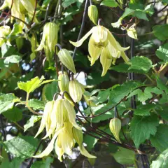 En vacker klematis i kruka med hängande, ljusgula blommor och gröna blad.