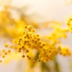 Rami di mimosa fioriti, un giallo solare che ricorda la primavera e la necessità di un buon concime per mimosa per mantenerli rigogliosi.