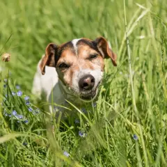 Un chien Jack Russell curieux, au milieu d'une prairie verdoyante parsemée de petites fleurs bleues, semble se demander pourquoi mon chien mange de l'herbe.