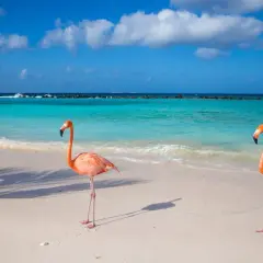 Aruba: Gdzie leży i dlaczego to idealne wakacje przez cały rok?
