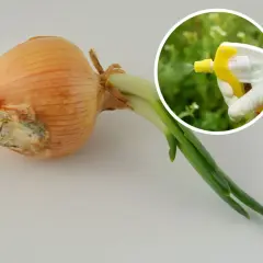 Cebula z oznakami chorób i ręka w rękawiczce rozpylająca płyn. Naturalne sposoby na choroby cebuli.