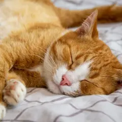 Gato naranja durmiendo plácidamente en una cama. El significado de donde duermen los gatos es que buscan comodidad y seguridad.