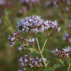 Zarte lila Blütenstände auf einem Feld. Wenn Sie keinen Majoran ersetzen können, sind diese Kräuter eine gute Alternative.