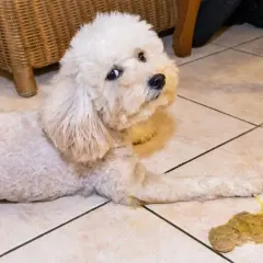 Un perro blanco y esponjoso mira con preocupación al lado de un vómito amarillo en el suelo.