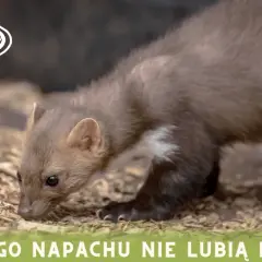 Kuna na tle naturalnym, obok niej grafiki z octem, naftaliną, czosnkiem, olejkami eterycznymi i przyprawami korzennymi. Jaki zapach odstrasza kuny?